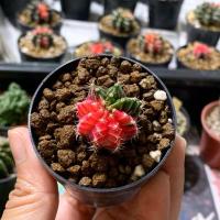 ราคา ยิมโนด่าง สายหวานชมพูแจ่ม (ไม้เมล็ด) (5459274129)