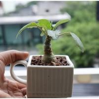 ราคา มะพร้าวทะเลทราย Dorstenia ไม้อวบน้ำ ไม้จิ๋วในกระถางเซรามิค (7255194177)