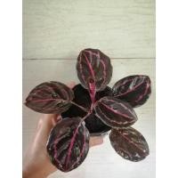 ราคา ต้นคล้านกยูงแดง พร้อมกระถาง4นิ้ว (3194482633)