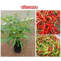 ราคา (2ต้น 99บาท) “ต้นพริกยอดสน” ต้นใหญ่ เผ็ดจัดจ้าน ปลูกง่าย ผลดก โตไว สีสวยแปลกตา เหมาะทั้งปลูกกินและแต่งสวน! (52550902891)