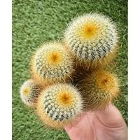 ราคา พร้อมส่งแคคตัสกระบองทอง ฟอร์มกอ ไม้เมล็ด หนามสีเหลืองทอง Parodia leninghausii (27616707825)