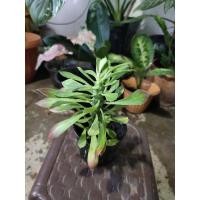 ราคา ต้นพญานาคราช พร้อมกระถาง 4" (11650268446)