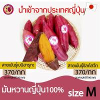 ราคา มันหวานญี่ปุ่นเเท้100% เบนิฮารุกะและซิลค์สวีท นำเข้าจากประเทศญี่ปุ่นsizeM ของแท้100% (10133092137)