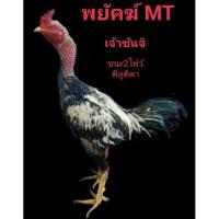 ราคา ไข่เชื้อไก่ชนพม่าตีหูตาใบละ150 (10488257816)