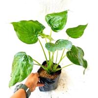 ราคา กวักใบโพธิ์(ไม้มงคล) (12988998440)