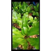 ราคา ต้นเฟิร์นข้าหลวงขนาดกระถาง5นิ้ว (12730261718)