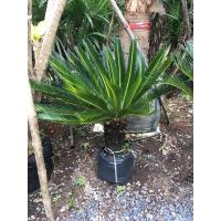 ราคา ปรงญี่ปุ่น สูง 60-70 ซม. ไม้ประดับ ไม้จัดสวน (5679719099)