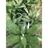 ราคา เดหลี โดมิโน ประกายดาว peace lily domino ฟอร์มกอ เดหลีด่าง (22066011785)