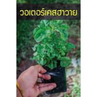 ราคา วอเตอร์เครสฮาวาย อร่อยเหาะ กินกับอะไรก็อร่อย ผักเป็ดญี่ปุุ่น (7726802213)