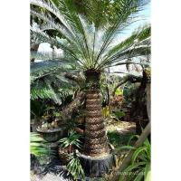 ราคา เมล็ด ถูก็ด หน่อ ปรงชะเมา (Cycas chamaoensis) หายากมาก นานๆจะมาสักที มีจำนวนจำกัด เนื่องจากเพาะโตช้ามาก ถูก ผัก (20487888759)