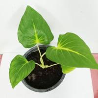 ราคา ว่านเสน่ห์จันทร์ขาว ไม้มงคล และพืชสมุนไพร (5239479574)