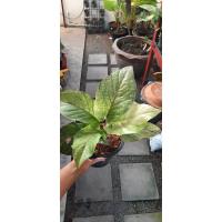 ราคา ต้นโชคเก้าชั้นด่างราคาถูก (7673208650)