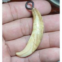 ราคา เขี้ยวหมูตัน ของทนสิทธิ์ไม่ต้องปลุกเสกก็ขลัง (24041194852)