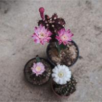 ราคา เมล็ดกระบองเพชรยิมโนผิวม่วง (394159647)