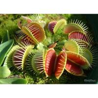 ราคา เมล็ด ใหม่็ด ใหม่ต้นกาบหอยแครง Venus Flytrap ใหม่แท้คุณภาพดี ราคาใหม่ นำเข้าจากต่างประเทศ ใหม่ เพาะ (23365538566)
