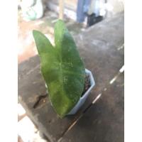 ราคา ต้นพญาจงอางด่างเหลือง (13925707167)