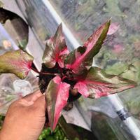 ราคา ลูกไม้ใบหอกด่างแดงอมม่วง บอนสีใบหอก สวยเฟอร์ (24481824713)