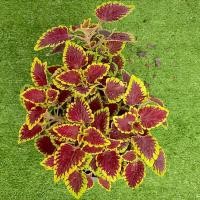 ราคา ต้นฤาษีผสม ในกระถาง 4นิ้ว (13613642021)