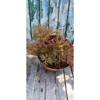 ราคา เฟิร์นกนกนารีแดง พร้อมส่ง (8408837028)