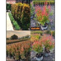 ราคา (5ต้น) ต้นคริสติน่า ต้น คริสติน่า Christina Tree ทำรั้วต้นไม้ ไม้แนวรั้ว ปลูกทำรั้ว ทำรั้ว รั้วต้นไม้ สูง 40-50cm เพาะเ (26377088535)