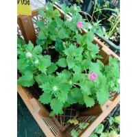 ราคา ต้นพันธุ์ แอสเตอร์ (Aster) ถุงดำพร้อมปลูก 29บาท เอสเตอร์ ดอกแอสเตอร์ มีความหมายแทนความห่วงใย (56253298344)