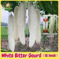 ราคา เมล็ดมะระขาว Long White Bitter Gourd Seeds เมล็ดพันธุ์มะระจีนขาว งอกง่าย 18เมล็ด/ซอง เมล็ดพันธุ์มะระ คุณภาพดี ราคาถูก (29882680166)
