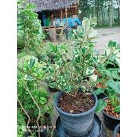 ราคา สาริกาใบด่าง ไทรด่างรูปหัวใจ หรือเศรษฐีโพธิ์เงิน ไม้ประดับมงคล ขายทั้งกระถาง (5294199380)