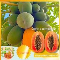 ราคา เมล็ดพันธุ์มะละกอฮอลแลนด์ บิ๊กสวีท 20เมล็ด เมล็ดมะละกอหวาน เมล็ดพันธุ์ผักสวนครัว เมล็ดพันธุ์ผักสลัด เมล็ดผักคัดพิเศษ (24910993959)