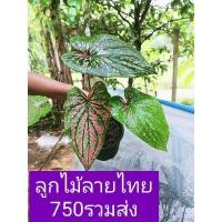 ราคา บอนสีลูกไม้ลายไทย คล้ายบอนสีม้านิลมังกร ต้นใหญ่กัดสีสวยมากๆ (12929227095)