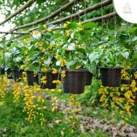 ราคา Treeno.9 T242 มาลัยทอง ดอกไม้มงคล (Golden Wreath) กระถางแขวน 8 นิ้ว / สูง 40-50 ซม. / ไม้ประดับ ไม้มงคล (ต้นไม้) (10103454704)