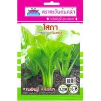 ราคา เมล็ดผักกาดกวางตุ้ง โสภา ตราตะวันต้นกล้า (54402886088)