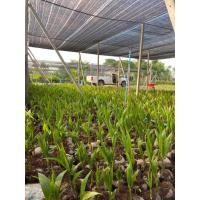 ราคา มะพร้าวน้ำหอมบ้านแพ้ว แท้รับประกันน้ำหอมแน่นอน✅ต้นพันธุ์เป็นสายพันธุ์ของทางร้านเอง✅ (40077617679)