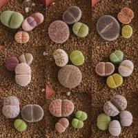 ราคา Lithops ไลทอป หินมีชีวิต (41-60) คละสายพันธ์ ไม้เพาะเมล็ด ขนาดเล็ก จัดส่งทั้งกระถาง (40907856918)