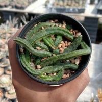 ราคา เก๋งแอปเปิ้ล Echinopsis malum กระถาง 3 นิ้ว ต้นเก๋งจีน ต้นกระบองเพชร ต้นแคคตัส (แคคตัส กระบองเพชร) (21952293709)