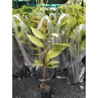 ราคา ต้นมะฮอกกานี1ต้นถุงดำ20-30ซม. (28308273317)