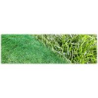 ราคา ขายส่ง 1 ขีด เมล็ดหญ้าพาสพาลัม Paspalum Grass หญ้าพัลธลั่ม หญ้าปูสนาม สนามหญ้า พืชตระกูลหญ้า เมล็ดพันธุ์หญ้า ปูสนาม (5301823801)