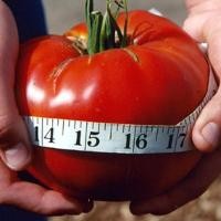 ราคา เมล็ดพันธุ์ มะเขือเทศ คอสโตลูโต ( Pearl Tomato Seeds) บรรจุ 200 เมล็ด คุณภาพดี ของแท้ ง่าย ๆ (49651476886)