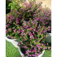 ราคา ไม้ประดับ#ไม้จัดสวน ต้นหลิว หลิวไต้หวัน ไม้มงคล พร้อมกระถาง 5-6 นิ้ว (23980243515)