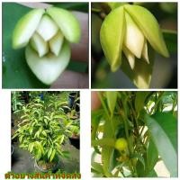 ราคา (ขาย ต้นพันธุ์) ต้น ดอก จำปูนใบเล็ก จำปูน เบนซ์ ต้นตำปูน ต้นจำปูนใบเล็ก (4560479042)