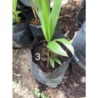 ราคา พันธุ์มะพร้าวน้ำหอม มะพร้าว3ยอด มะพร้าวน้ำหอมสามยอด มะพร้าวบอนไซ มะพร้าวแปลก (10104873891)