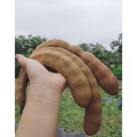 ราคา มะขามเปรี้ยวฝักใหญ่แก่จัดเก็บสดจากไร่เพชรบูรณ์ ใส่แกง ใส่ต้ม ทำมะขามแช่อิ่ม (50151854669)