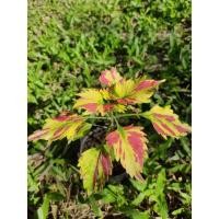 ราคา ฤาษีผสม ต้นฤาษีผสม กระถาง4นิ้ว ส่งทั้งกระถาง (15603484390)