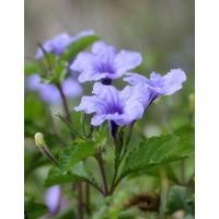 ราคา ต้นต้อยติ่งสรรพคุณของต้อยติ่งส่วนใหญ่อยู่ที่ราก ซึ่งนำมาใช้กับโรคไต (23644572940)