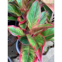 ราคา ต้นแสงเงินแสงทองต้นไม้มงคล⚡ (12606591819)