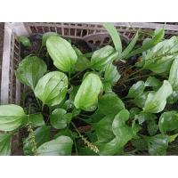 ราคา หญ้าเอ็นยืดหรือผักกาดน้ำ (23924508907)