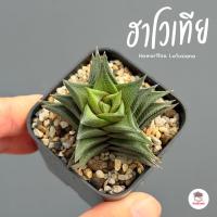 ราคา ฮาโวเทีย Haworthia Lotusiana ไม้อวบน้ำ กุหลาบหิน cactus&succulentหลากหลายสายพันธุ์ (46550327873)