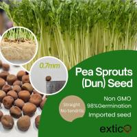 ราคา เมล็ดต้นอ่อนถั่วลันเตา โต้วเหมี่ยว (DunPea) (24645553620)