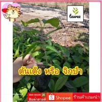 ราคา ต้นเต็ง หรือ ต้นจิกป่า ขนาด 15-20​ ซม. จิกป่า เต็ง ไม้เศรษฐกิจ ไม้ประดับ ไม้​ป่า​ หายาก (22718262240)