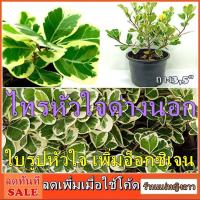 ราคา ไทรใบหัวใจด่างนอก ต้นไม้ใบรูปหัวใจ ไทรสามเหลี่ยม ใบด่างนอก ไทรด่าง หัวใจเศรษฐี สาริกาด่าง ไม้มงคล ไม้ประดับเลี้ยงง่าย211 (3201705822)