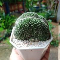 ราคา โนโตคริสตาต้า แคคตัส กระบองเพชร (7361208904)